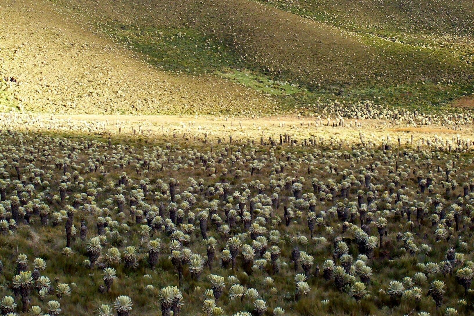 Ladera de páramo poblada de frailejones